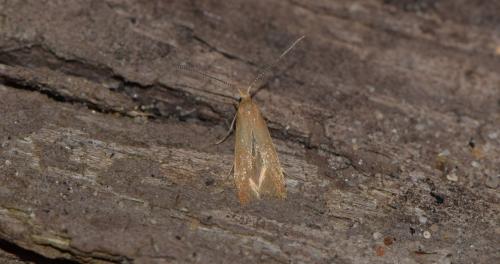 Coleophora lutipennella